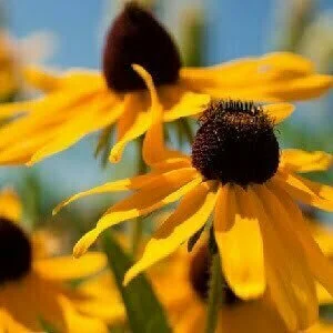 Rudbeckia hirta ‘Marmalade’