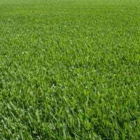 Stenotraphrum secundatum "Sapphire" PBR Soft Leaf Buffalo