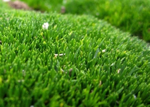 Sagina subulata foliage