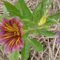 Salpiglossis sinuata