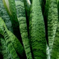 Sansevieria trifasciata (Mother-in-law's tongue) - Plantinfo