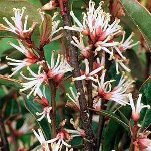 Sarcococca hookeriana digyna