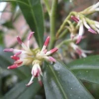 Sarcococca hookeriana humilis