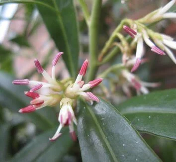 Sarcococca hookeriana humilis
