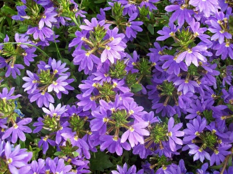 Scaevola aemula Purple Fanfare PBR