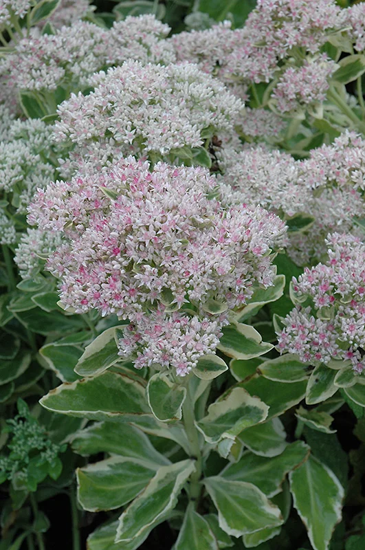 Sedum spectable 'Frosty Morn'