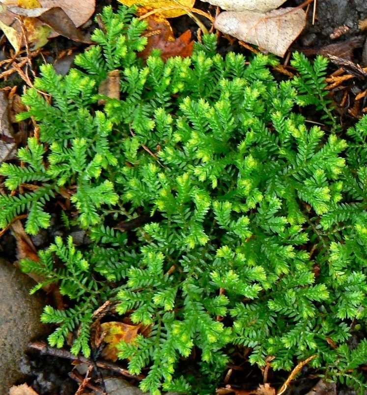 Selaginella kraussiana