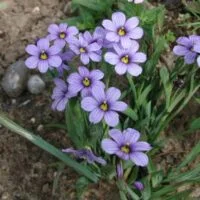 Sisyrinchium fasicultum 'E. K. Balls'