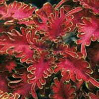 Solenostemon Ruffles Copper PBR