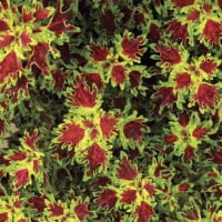 Solenostemon Ruffles Lime