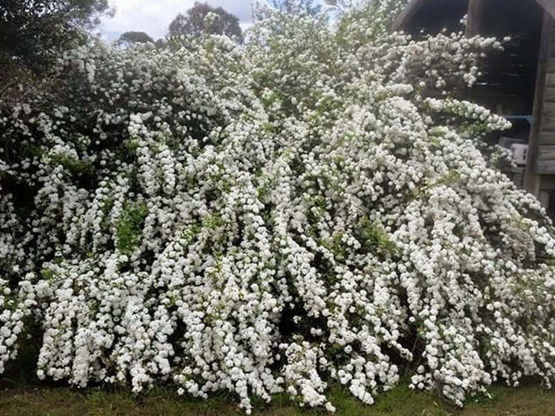 Spiraea cantoniensis 'Flora Plena'
