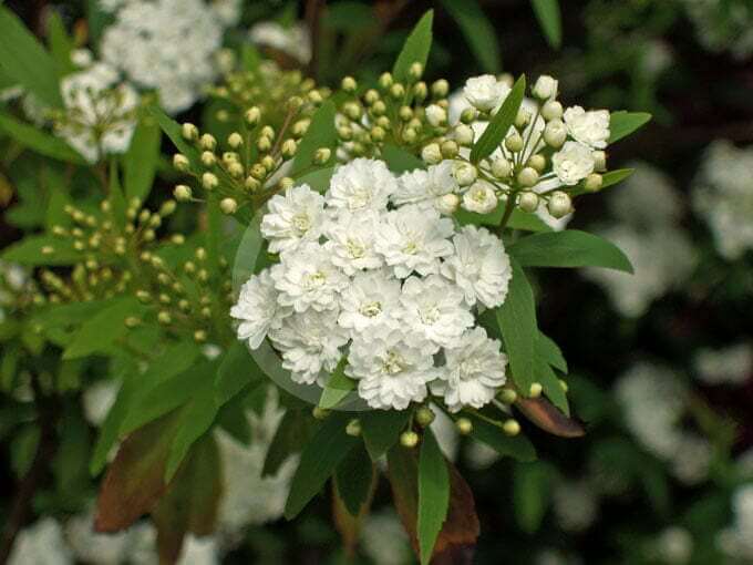 Spiraea cantoniensis ‘Flora Plena’ flower
