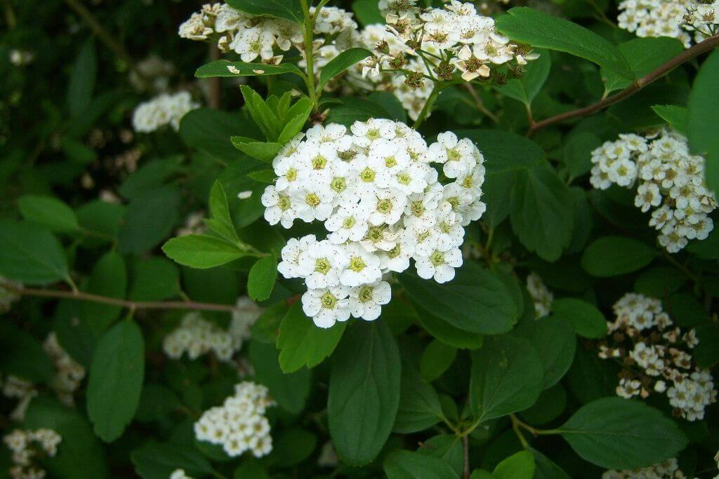 Spiraea cantoniensis ‘Flora Plena’ foliage