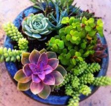 Planting Succulents in Containers - Plantinfo