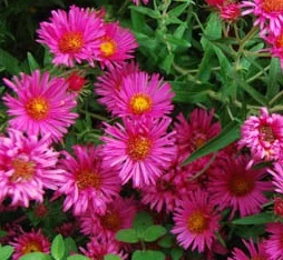Symphyotrichum ericoide