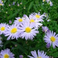 Symphyotrichum novi-belgii