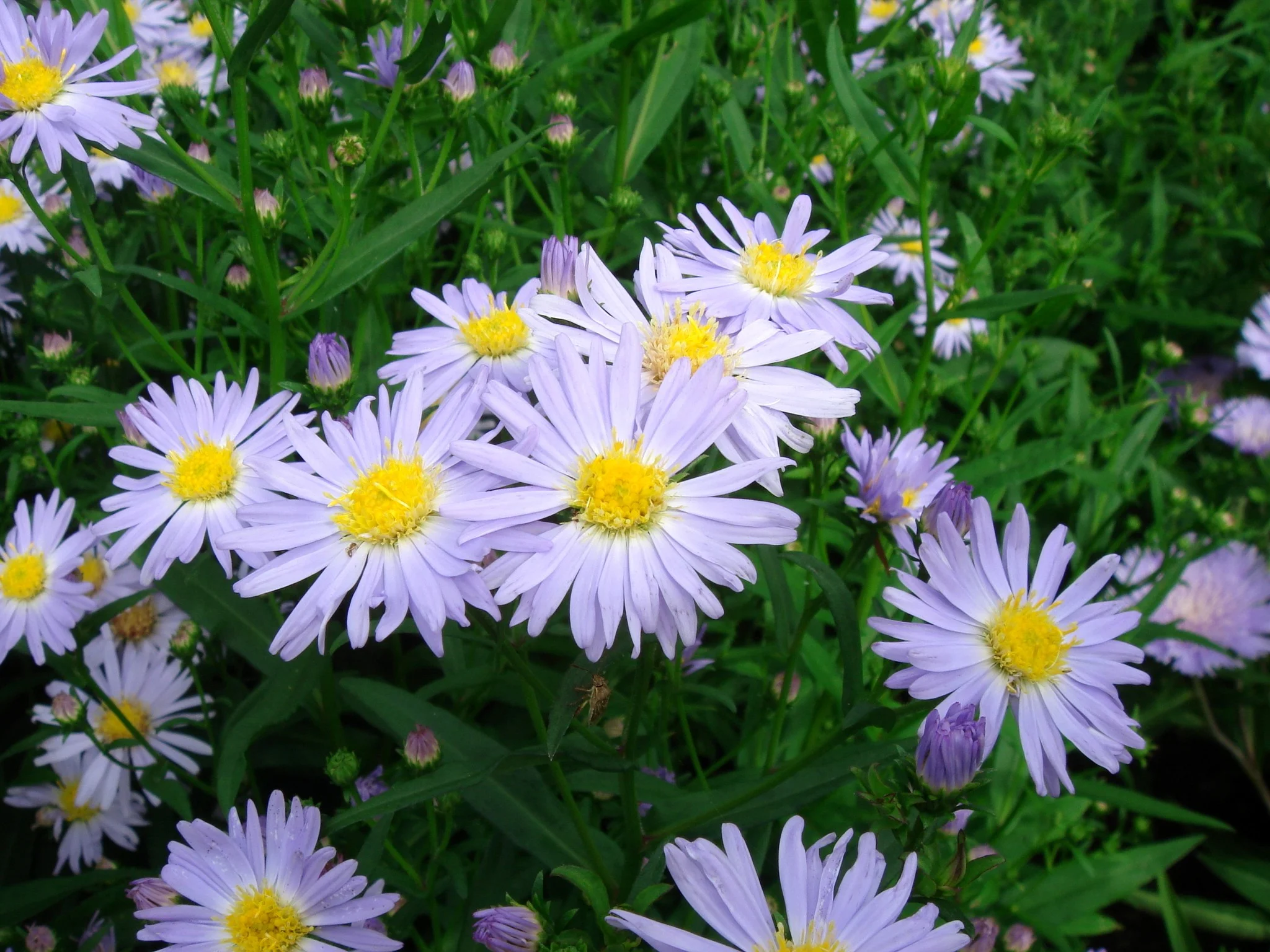 Symphyotrichum novi-belgii