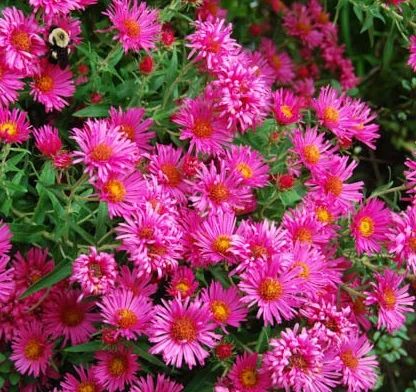 Symphyotrichum ericoides 'Rose'