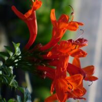 Shrubs flowering in South Africa during March You can plant for winter colour in early Autumn two, so March is a good time to plant some annuals for much needed colour in the winter garden. Many plants drop their foliage and go dormant during winter, use these winter flowering annuals to splash some colour in your garden this winter. Click on the images of these flowering shrubs for detailed information on each plant Botanical Name: Abelia Species Common Name(s): Glossy Abelia Categories: Shrubs and Perennials Abelia Species Botanical Name: Abutilon x hybrids Common Name(s): Chinese lantern Categories: Shrubs and Perennials Chinese lantern Botanical Name: Hydrangea paniculata Common Name(s): Panicled hydrangea Categories: Shrubs and Perennials Panicled hydrangea, Hydrangea paniculata Botanical Name: Tecoma capensis Common Name(s): Cape honeysuckle Categories: Shrubs and Perennials Cape honeysuckle