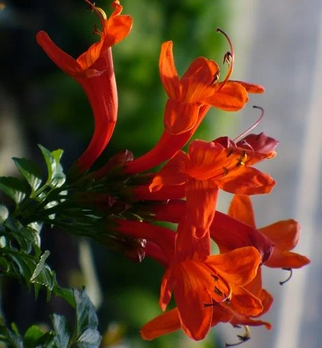 Shrubs flowering in South Africa during March You can plant for winter colour in early Autumn two, so March is a good time to plant some annuals for much needed colour in the winter garden. Many plants drop their foliage and go dormant during winter, use these winter flowering annuals to splash some colour in your garden this winter. Click on the images of these flowering shrubs for detailed information on each plant Botanical Name: Abelia Species Common Name(s): Glossy Abelia Categories: Shrubs and Perennials Abelia Species Botanical Name: Abutilon x hybrids Common Name(s): Chinese lantern Categories: Shrubs and Perennials Chinese lantern Botanical Name: Hydrangea paniculata Common Name(s): Panicled hydrangea Categories: Shrubs and Perennials Panicled hydrangea, Hydrangea paniculata Botanical Name: Tecoma capensis Common Name(s): Cape honeysuckle Categories: Shrubs and Perennials Cape honeysuckle