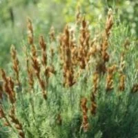 Thamnochortus cinereus