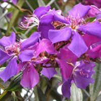 Tibouchina granulosa 'Violet'