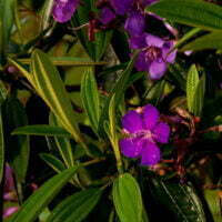 Tibouchina granulosa 'Violet' leaf foliage