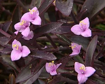 Tradescantia pallid