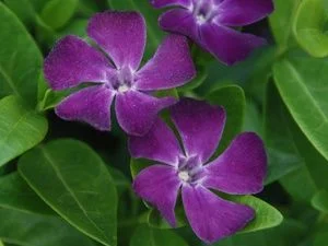 Vinca minor ‘Atropurpurea’ f