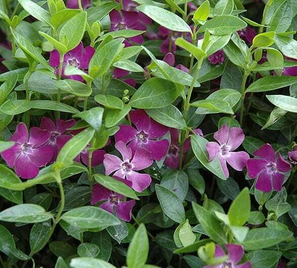 Vinca minor ‘Atropurpurea’