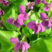 Viola sororia 'Rubra'