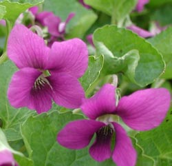 Viola sororia ‘Rubra’ flower