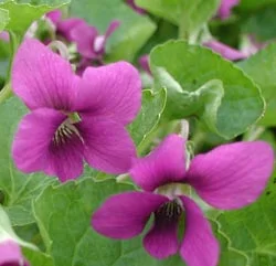Viola sororia ‘Rubra’ flower