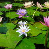 Water, Bog and Aquatic plants