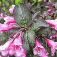 Weigela florida 'Foliis Purpureis'
