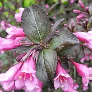 Weigela florida 'Foliis Purpureis'