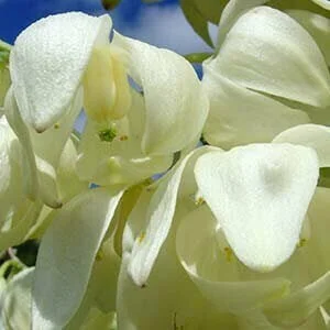 Yucca elephantipes 'Variegata' (Variegated Spineless Yucca, Variegated  Soft-Tip Yucca) - Plantinfo