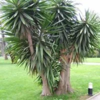 Yucca elephantipes