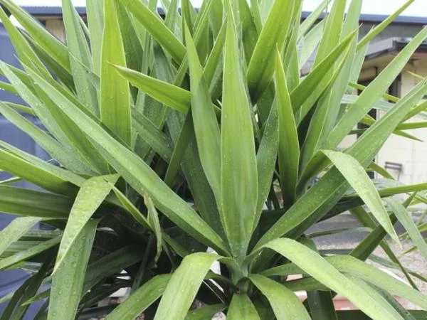 Yucca elephantipes foliage