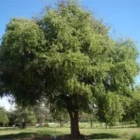 Ziziphus mucronata