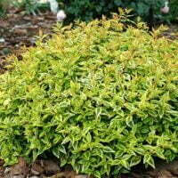 Shrubs and Perennials