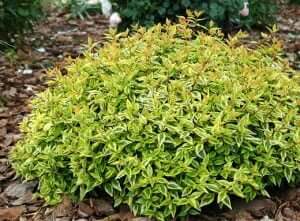 Shrubs and Perennials