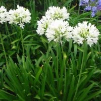 Agapanthus africanus ‘Albus’