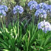 Agapanthus praecox