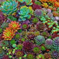 Aloes and Succulents