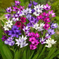 Babiana stricta x hybrids