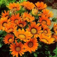 Gazania x hybrids 'Daybreak Bright Orange'