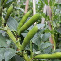 Broad beans