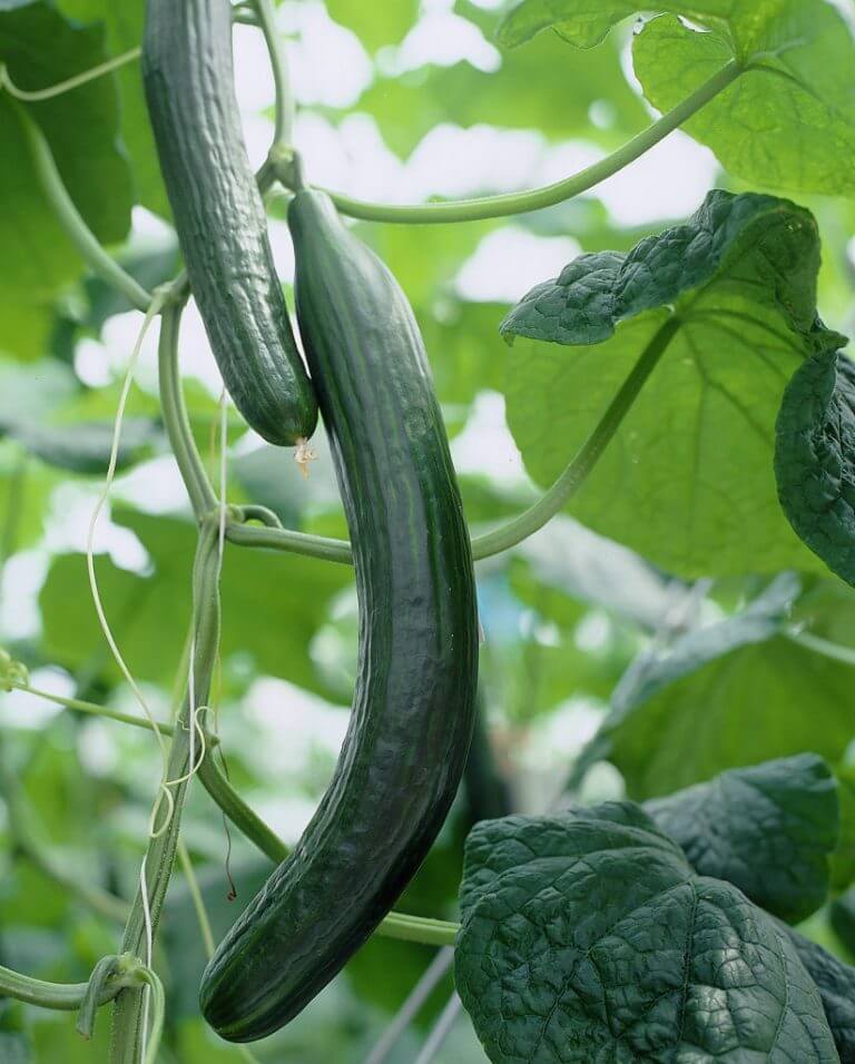 Cucumis Sativus Cucumbers Plantinfo