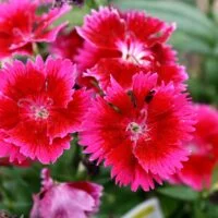 Dianthus